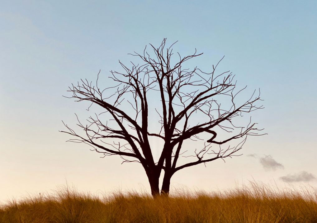 The Lone Tree